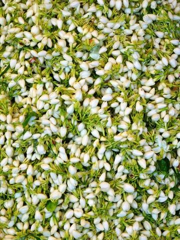 Organic skincare - Holistic proprieties of the Jasmine Flowers